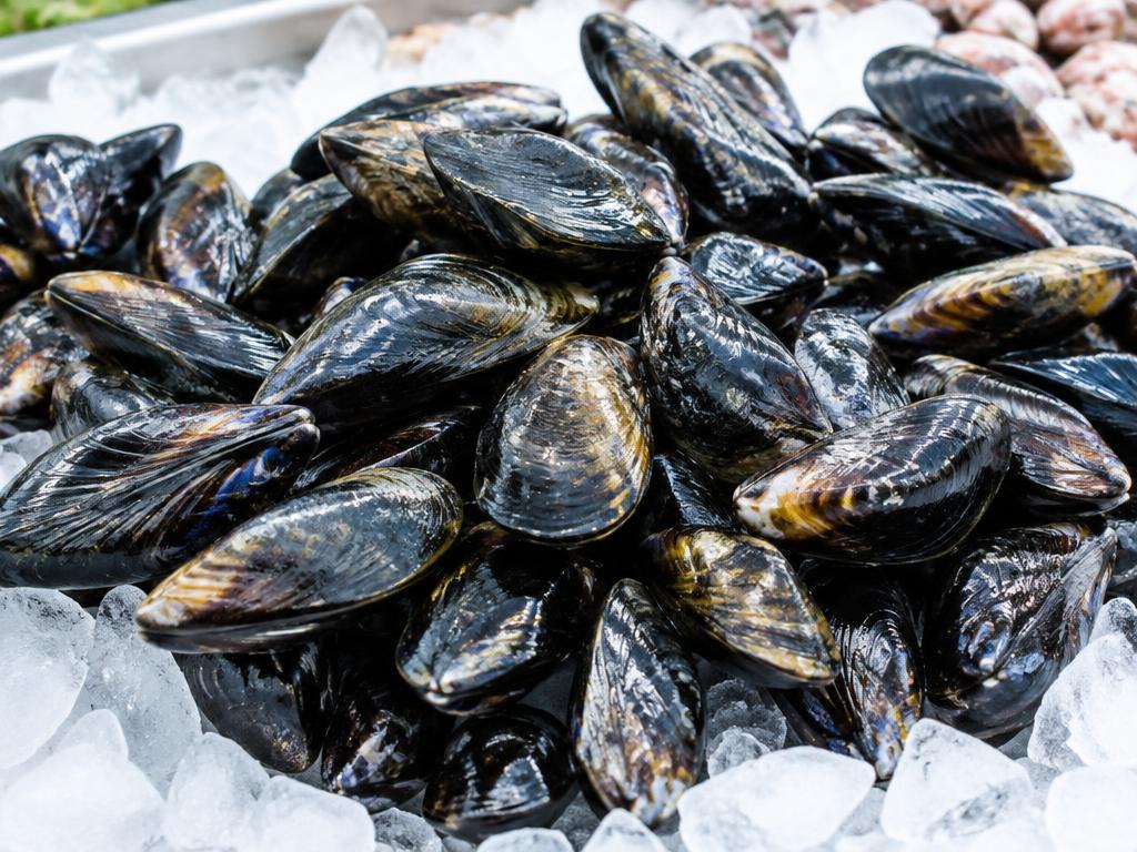 Mussels
