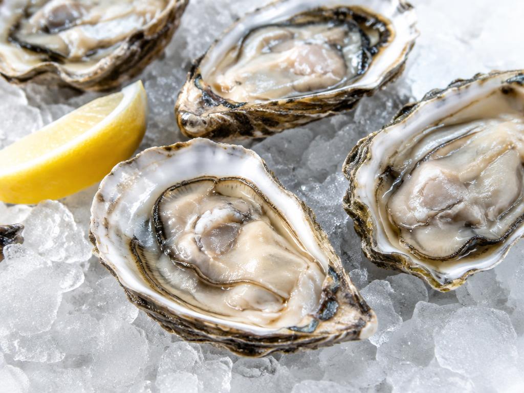 Live Oysters