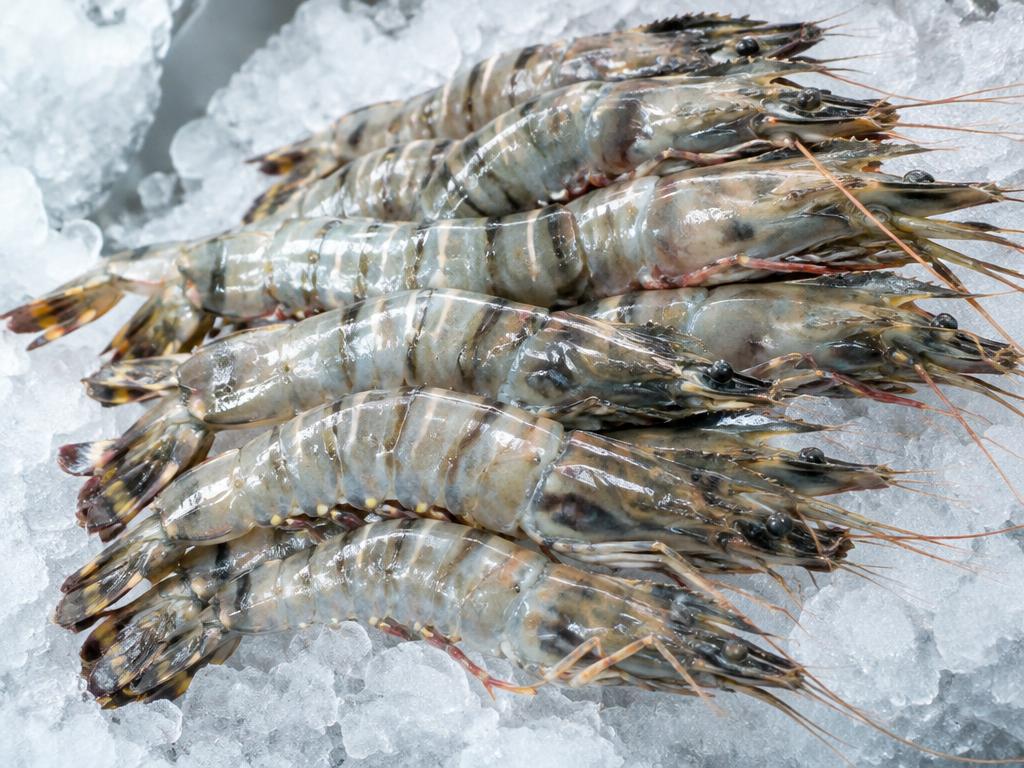 Prawns & Shrimp