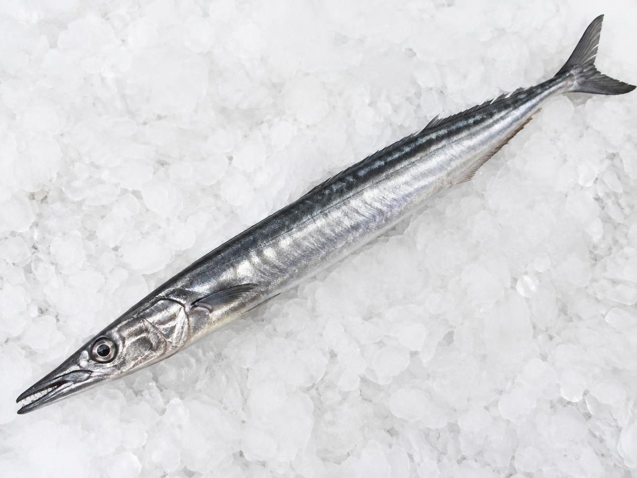 Cape Snoek